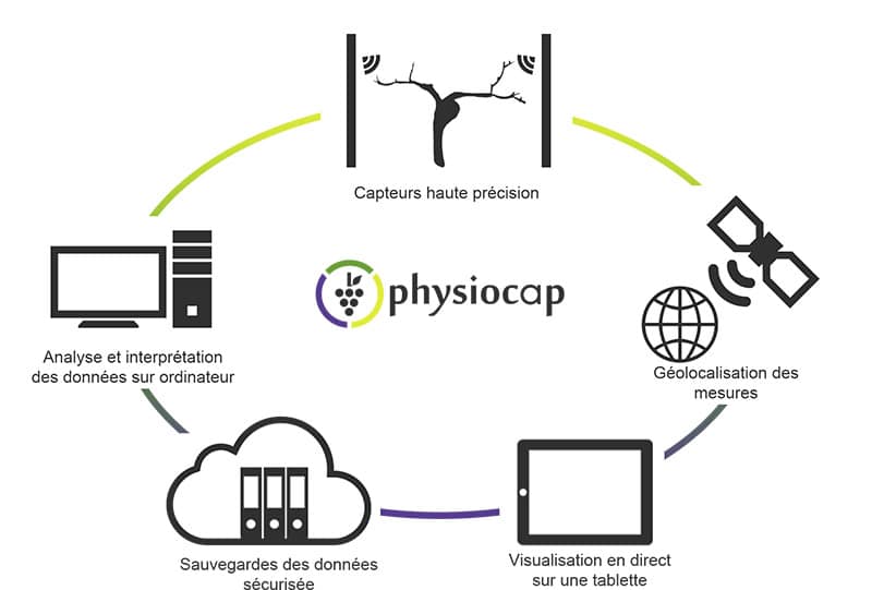 Physiocap, vine shoot measurement